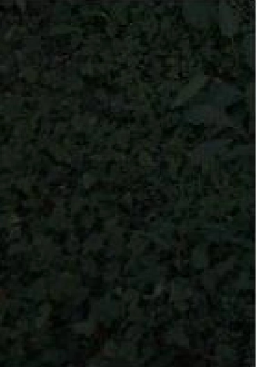 Original low-light vegetation scene